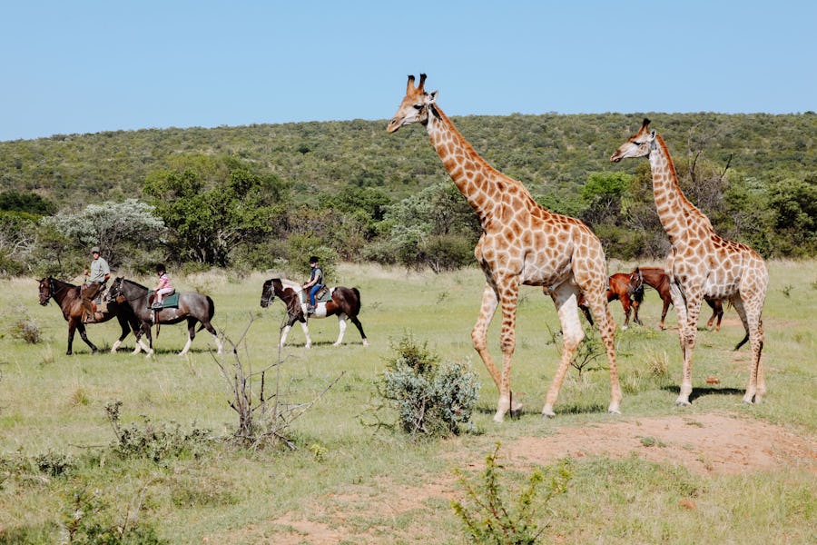 South Africa - Horseback safaris