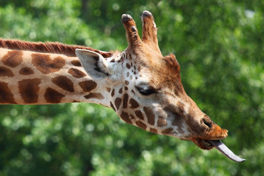 Gerry the giraffe - Family activities in the Cape Winelands