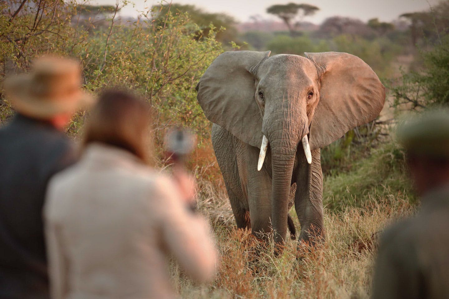 Ruaha Tanzania - Affordable Safaris