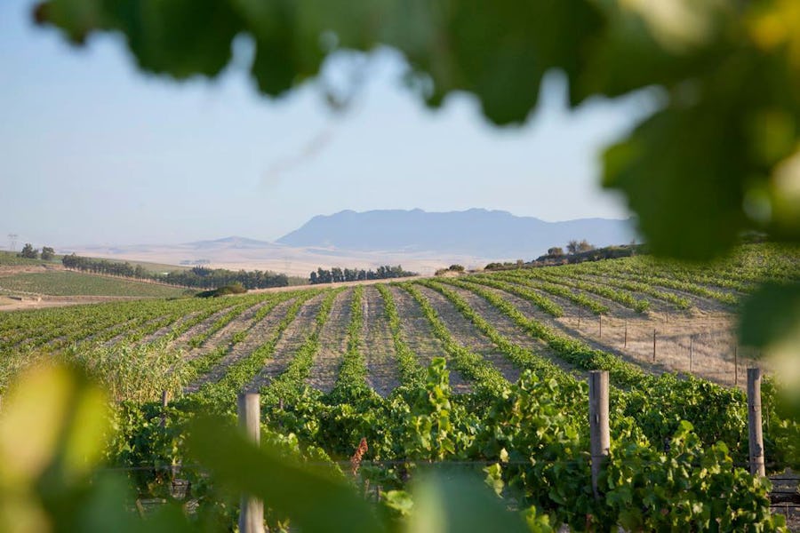 Secrets of Swartland - Day Trips from Cape Town