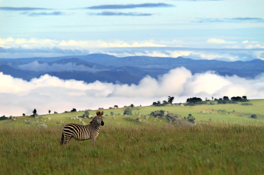 Nyika National Park - Malawi