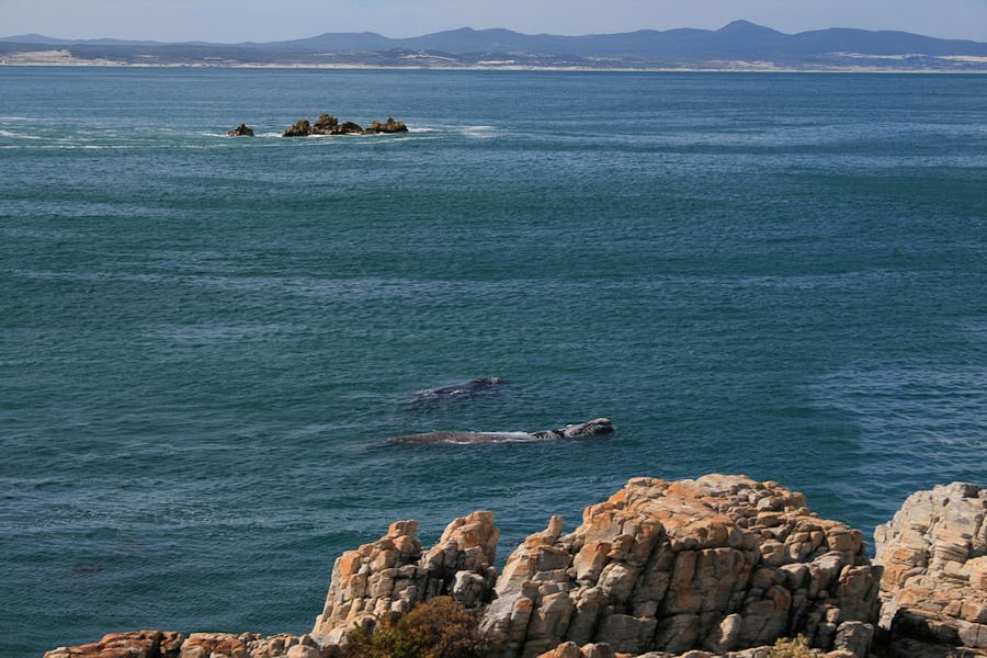 Overberg Whale Watching - Day Trips from Cape Town