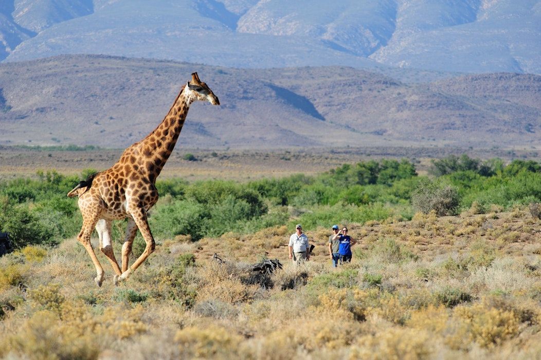 Sanbona - Safaris near Cape Town