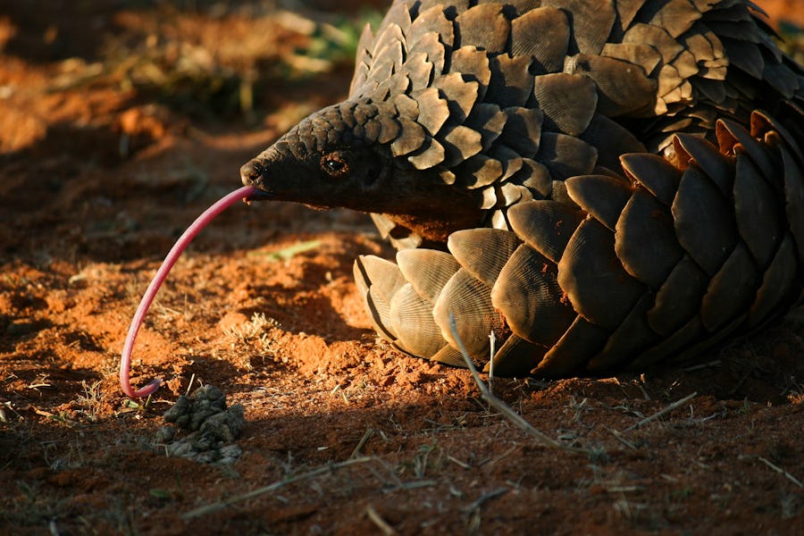 Wildlife protection Tswalu South Africa conservation