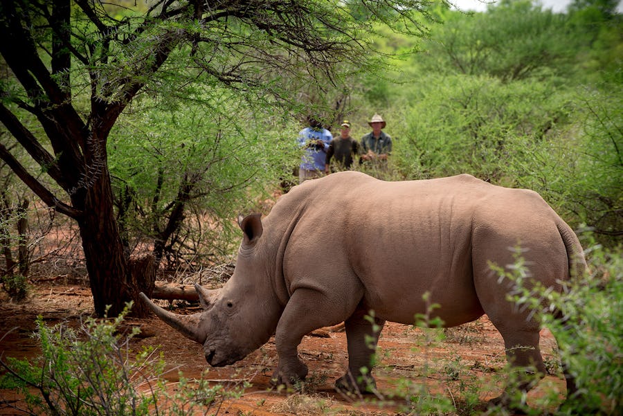 Jaci's camp Conservation in south africa