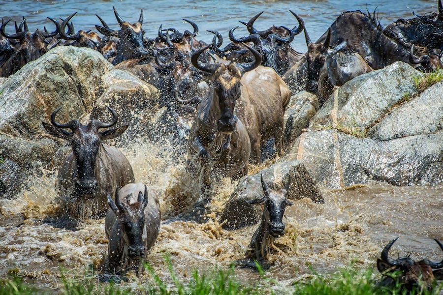 The Great Wildebeest Migration - dunia serengeti