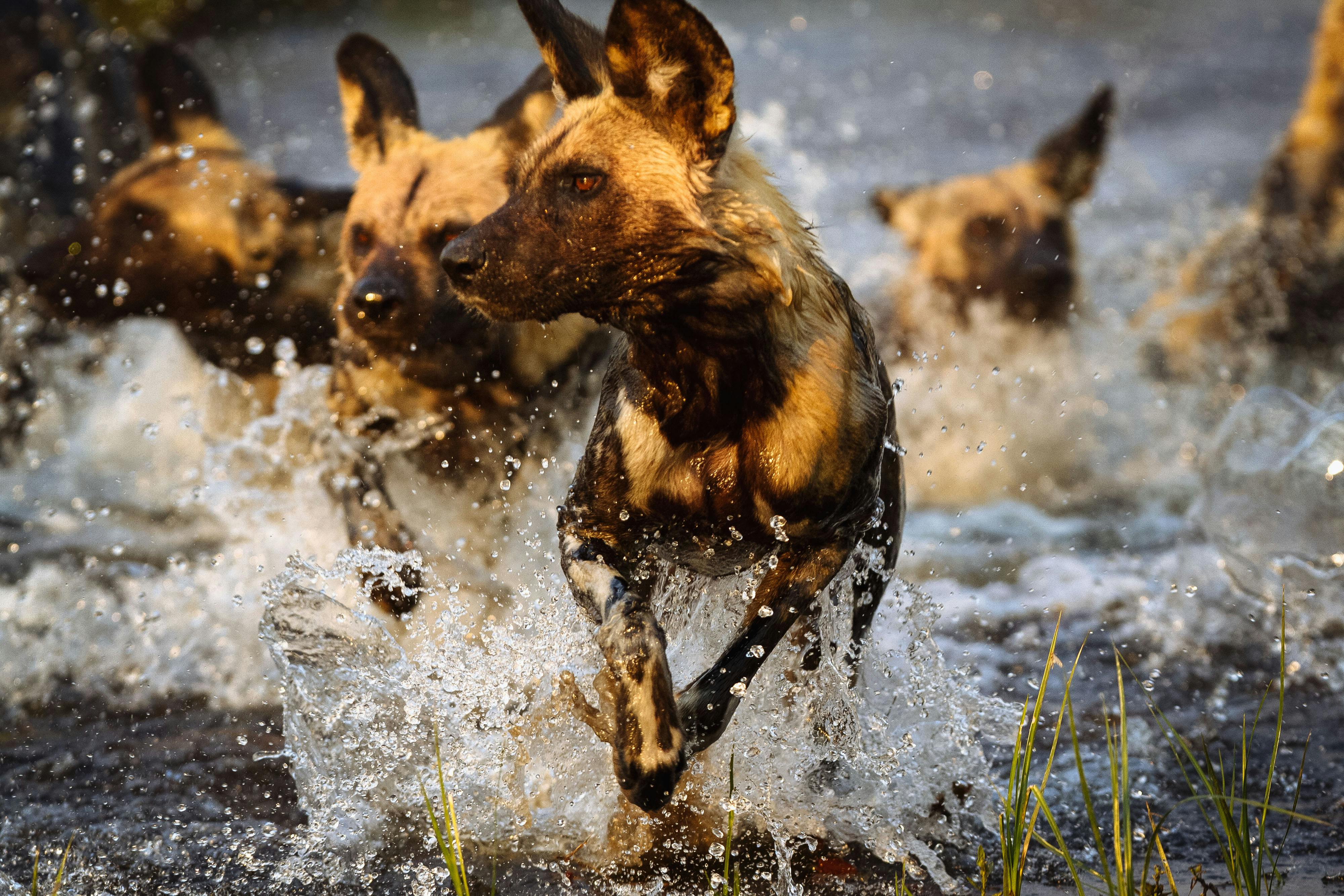 African Wild Dogs