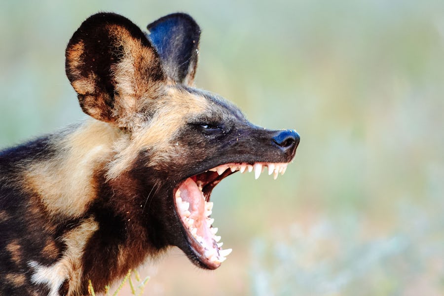 Kruger - African Wild Dogs