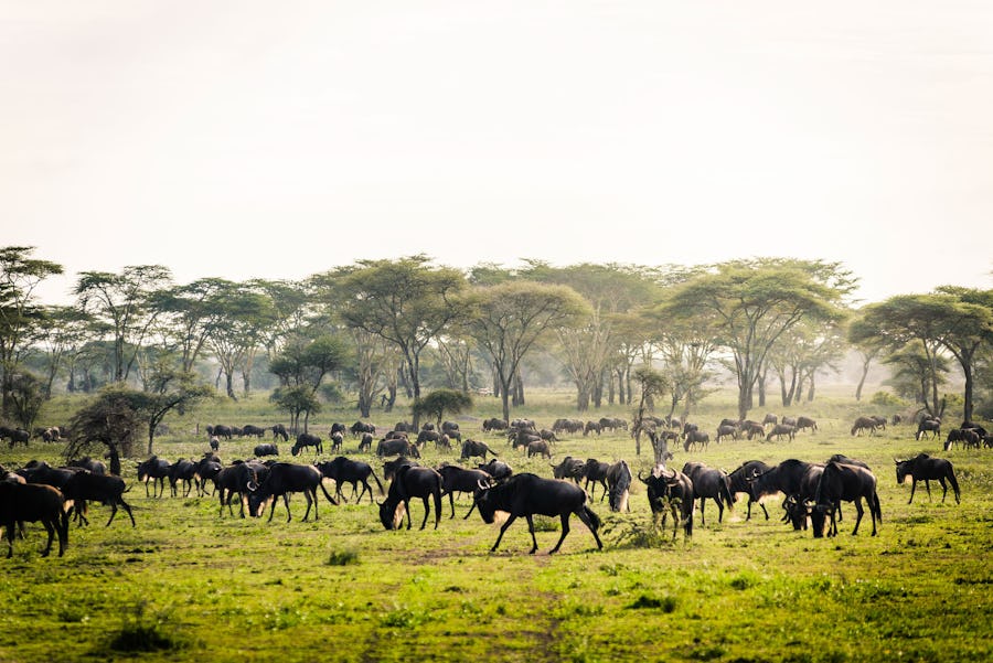 The Great Wildebeest Migration - kichakani
