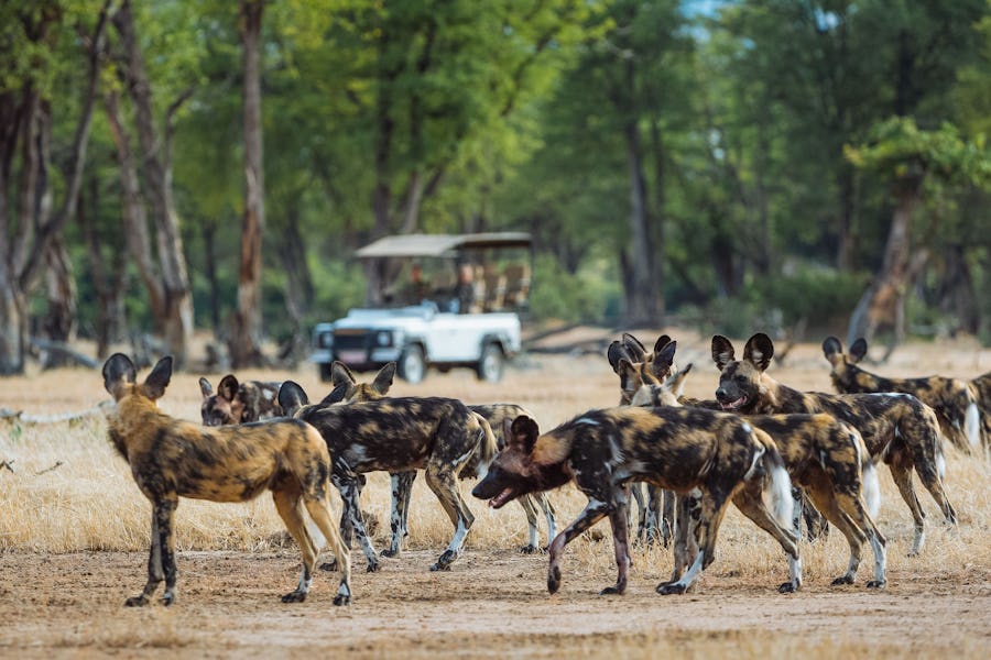 Mana Pools - African Wild Dogs