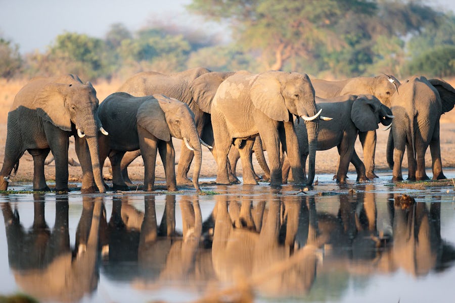 Tips for Photography on Safari - wildlife photography