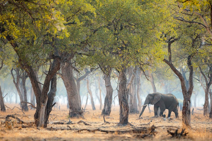 Tips for Photography on Safari - wildlife photography
