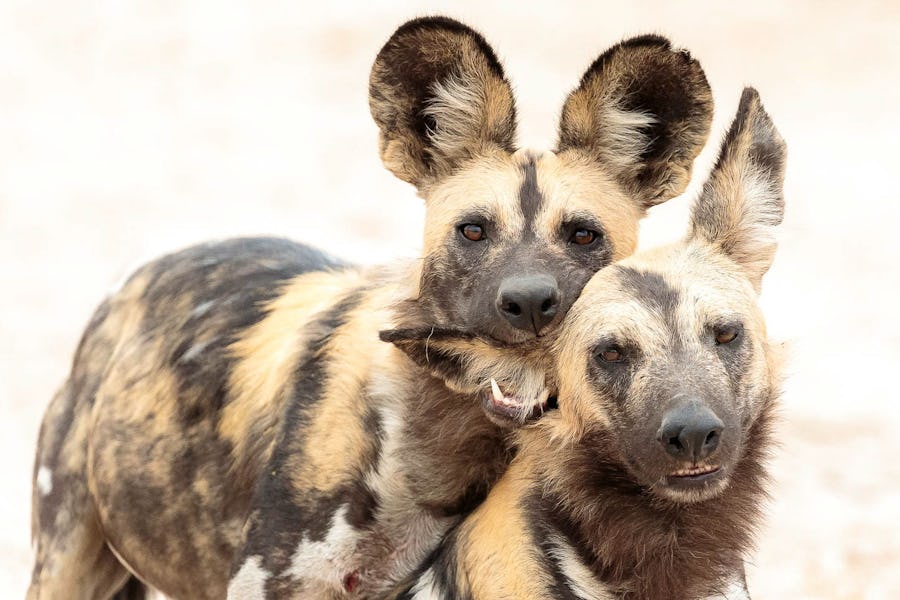 Tips for Photography on Safari - wildlife photography