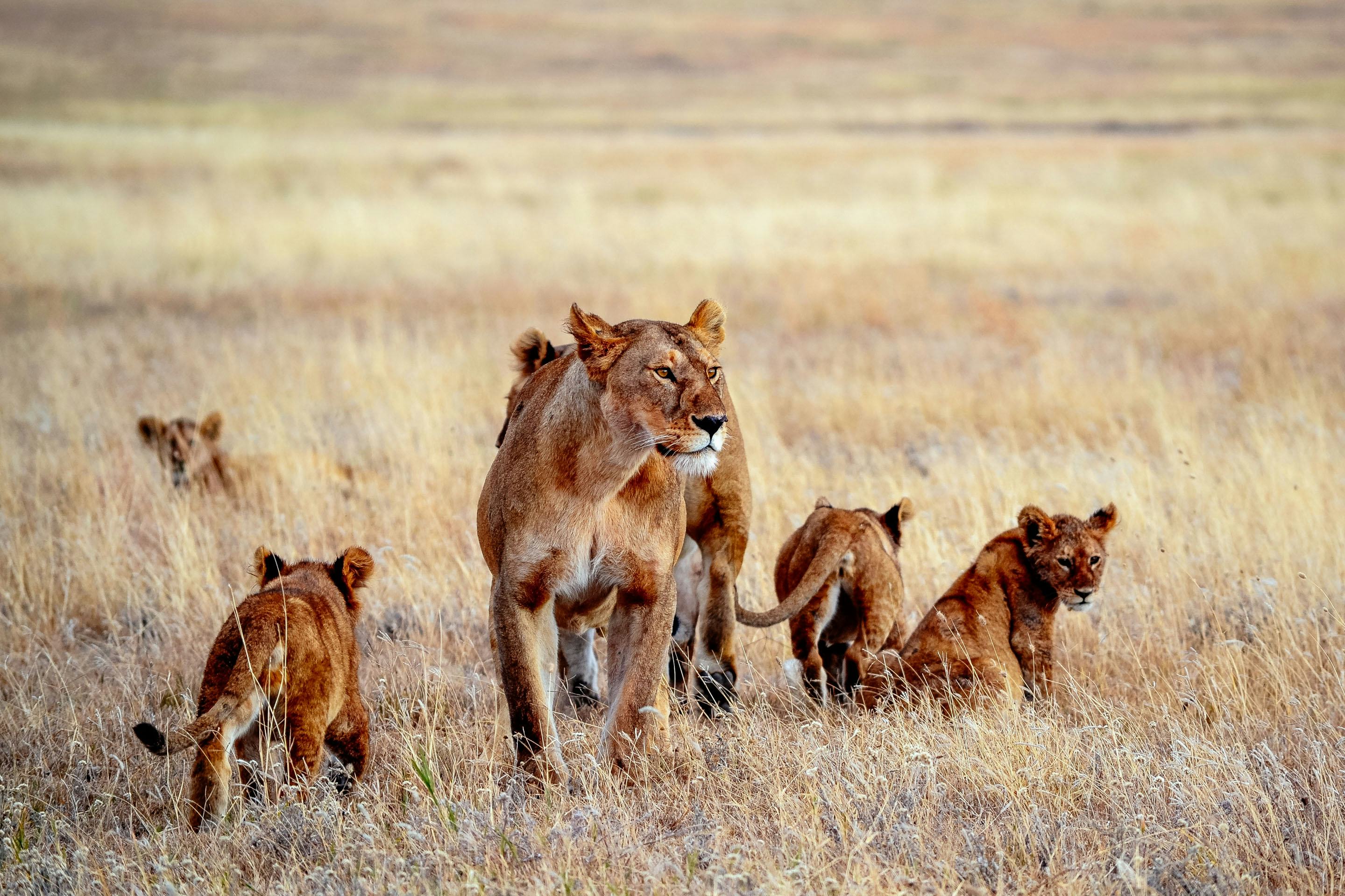 Top places to see wild lions in Africa - Timbuktu
