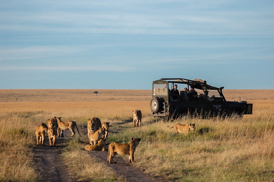 Top Places to See Wild Lions