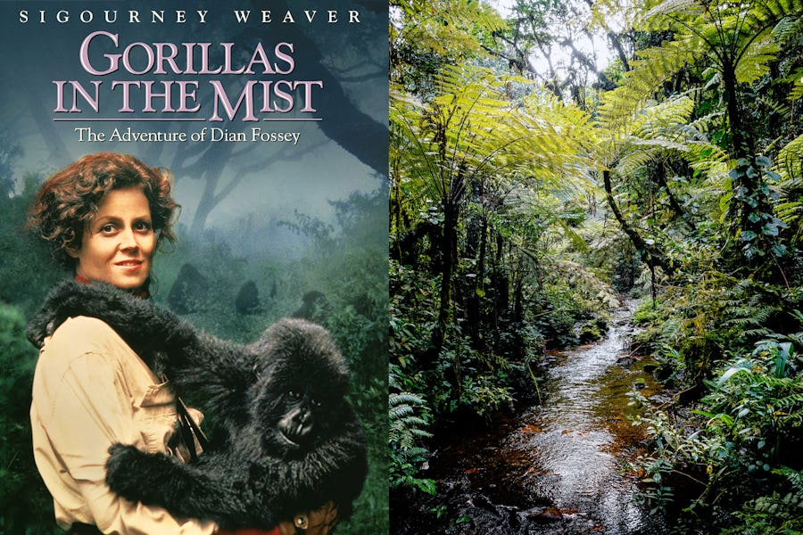 Famous movies filmed in Africa - gorillas in the mist