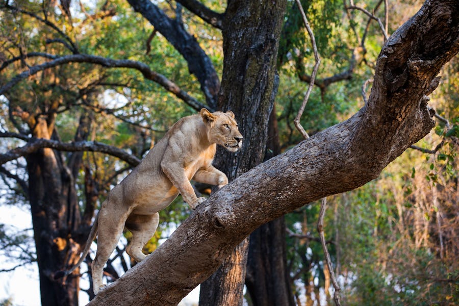 Top Places to See Wild Lions