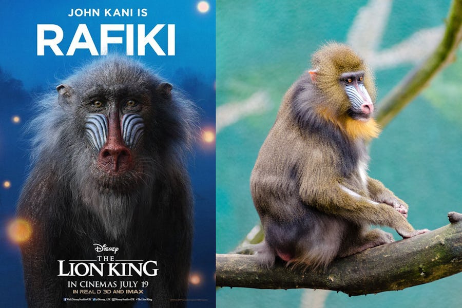 Meet your favourite Lion King Characters - Timbuktu