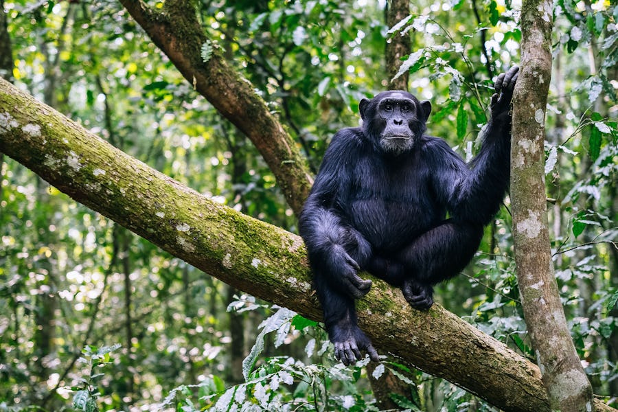 alternative big five animals - chimpanzee