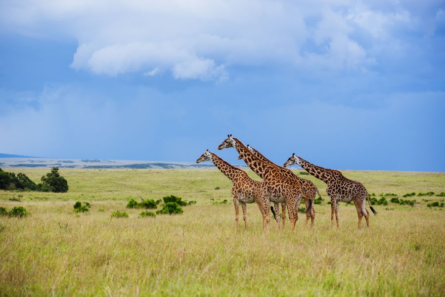 Kenya walking safaris - rekero camp