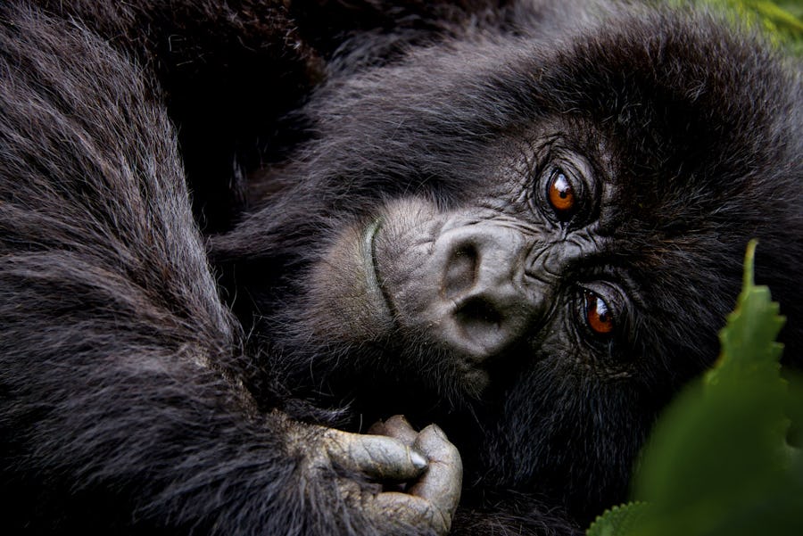 eco-conscious travel - gorillas drc