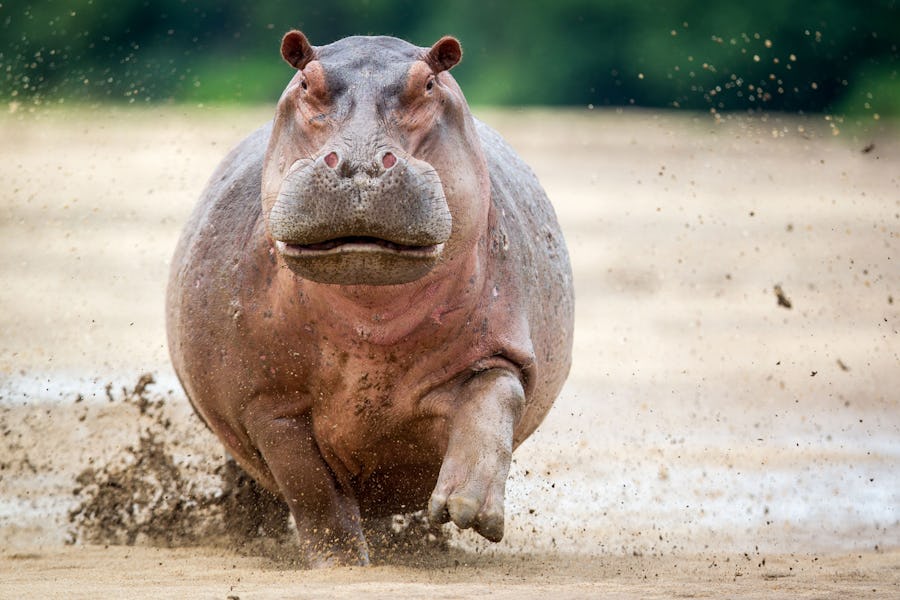 alternative big five animals - hippo