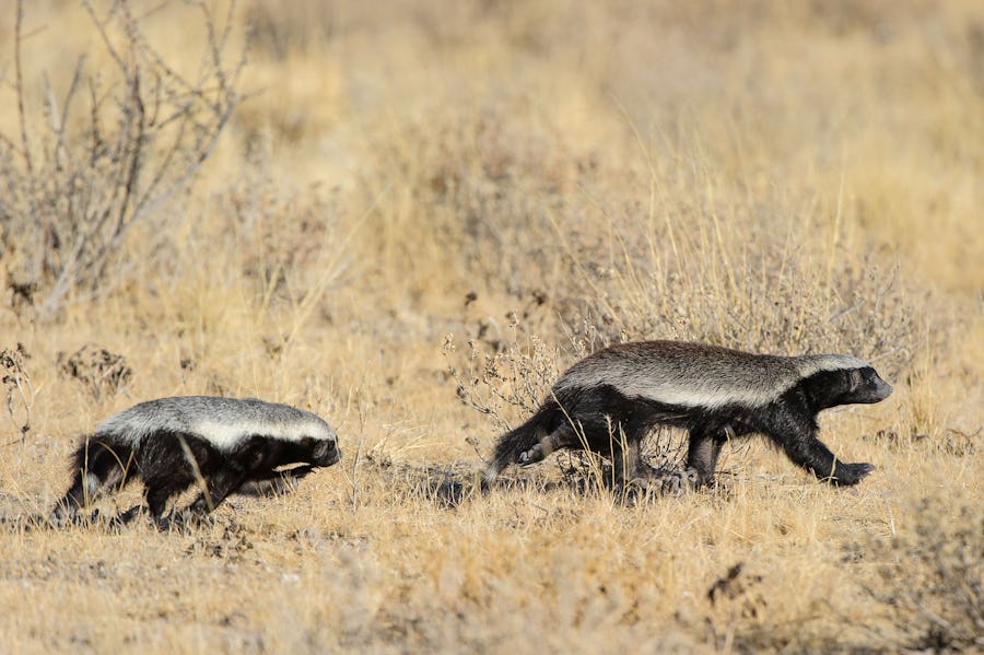 alternative big five animals - honey badger