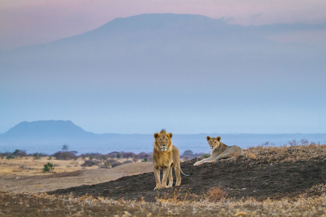 Plan an affordable Kenya Safari
