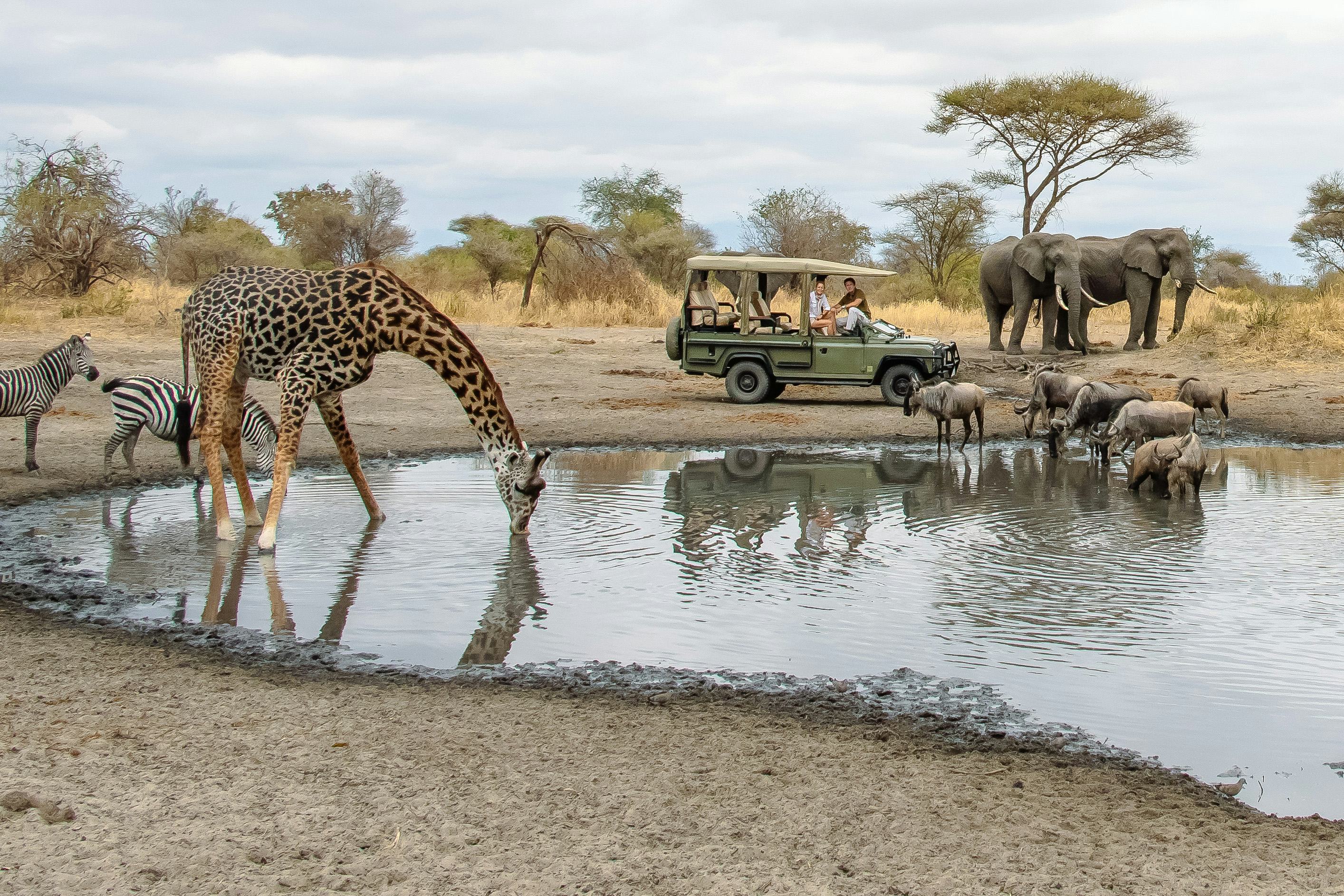 Plan an affordable Tanzania safari