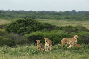 South Africa Safari Guide
