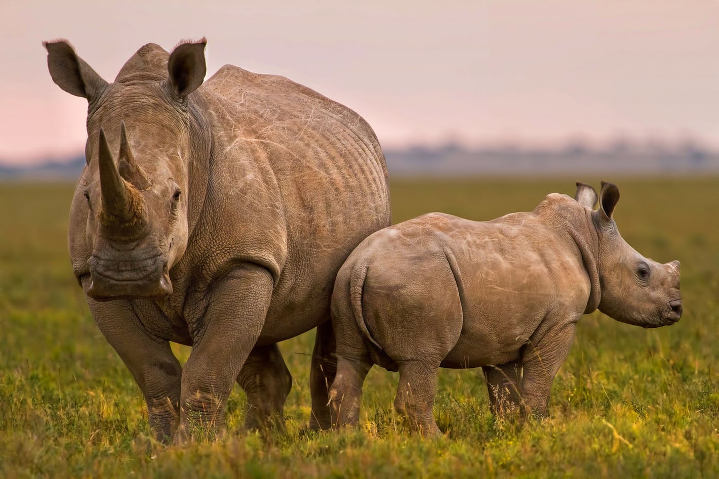 How to plan an affordable South Africa safari