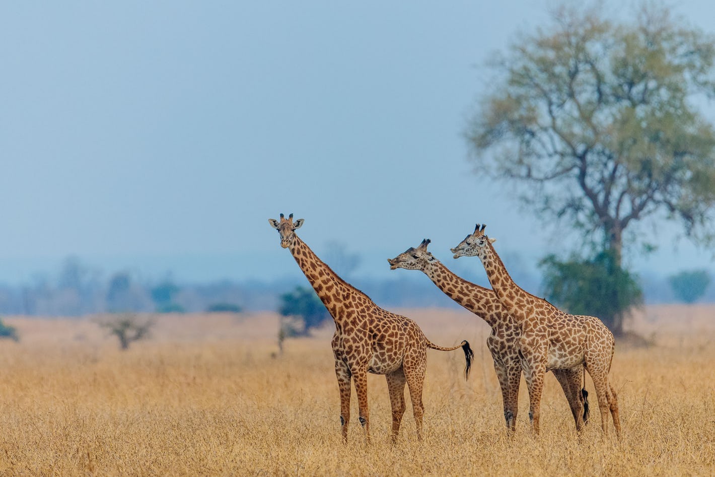 Zambia safari