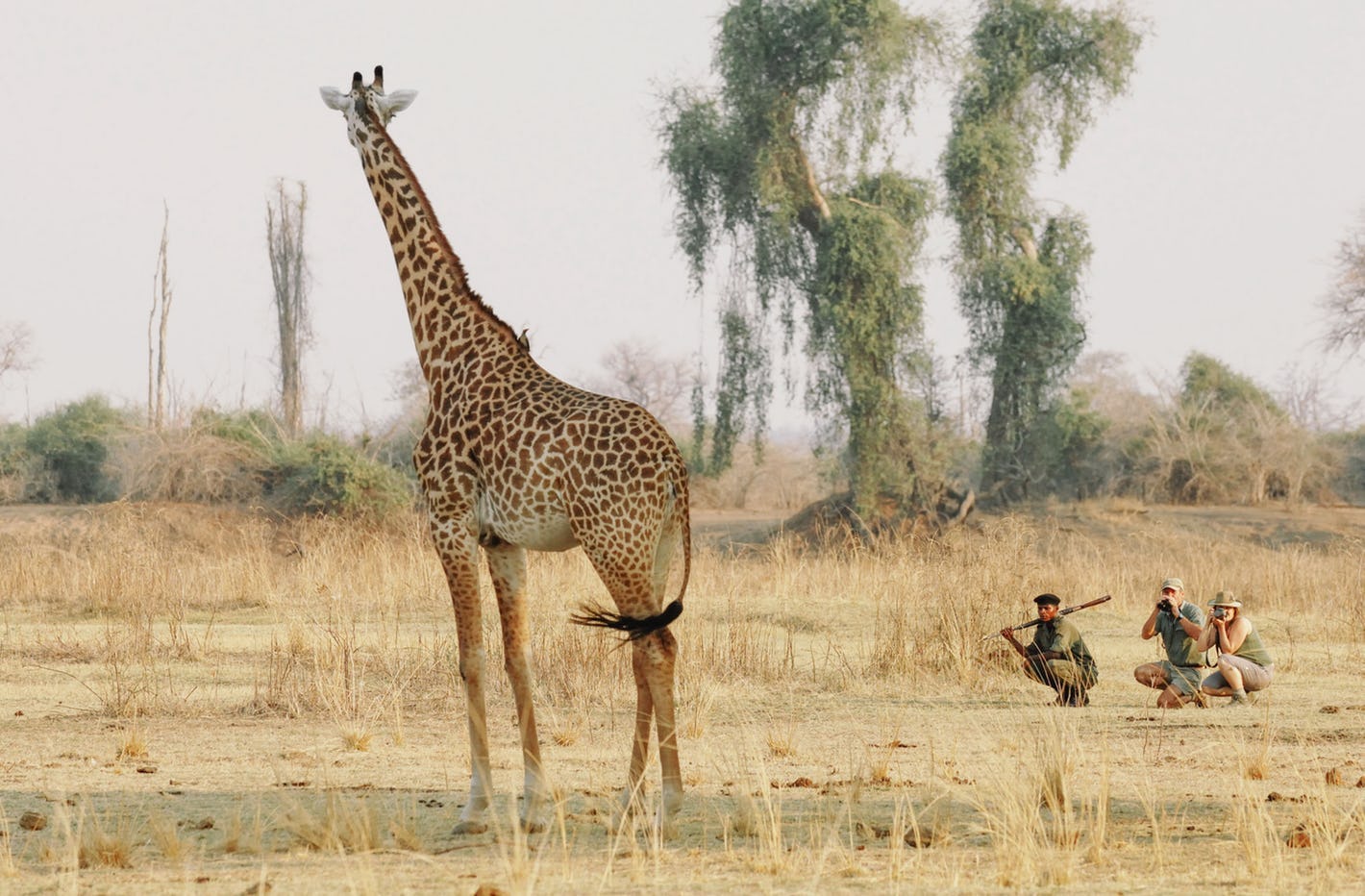 Zambia safari