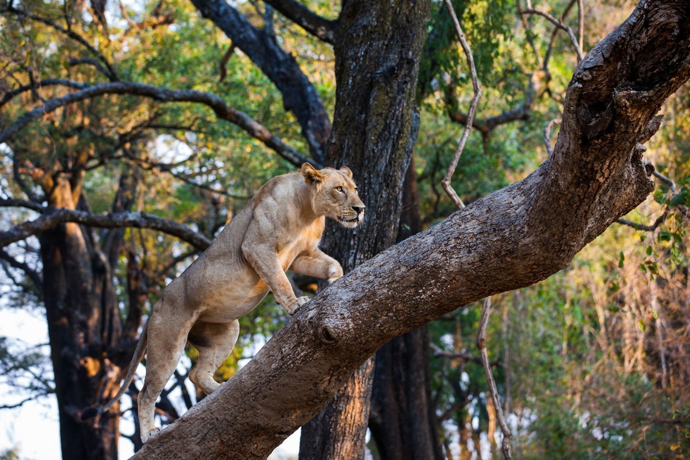 travel advice for zambia