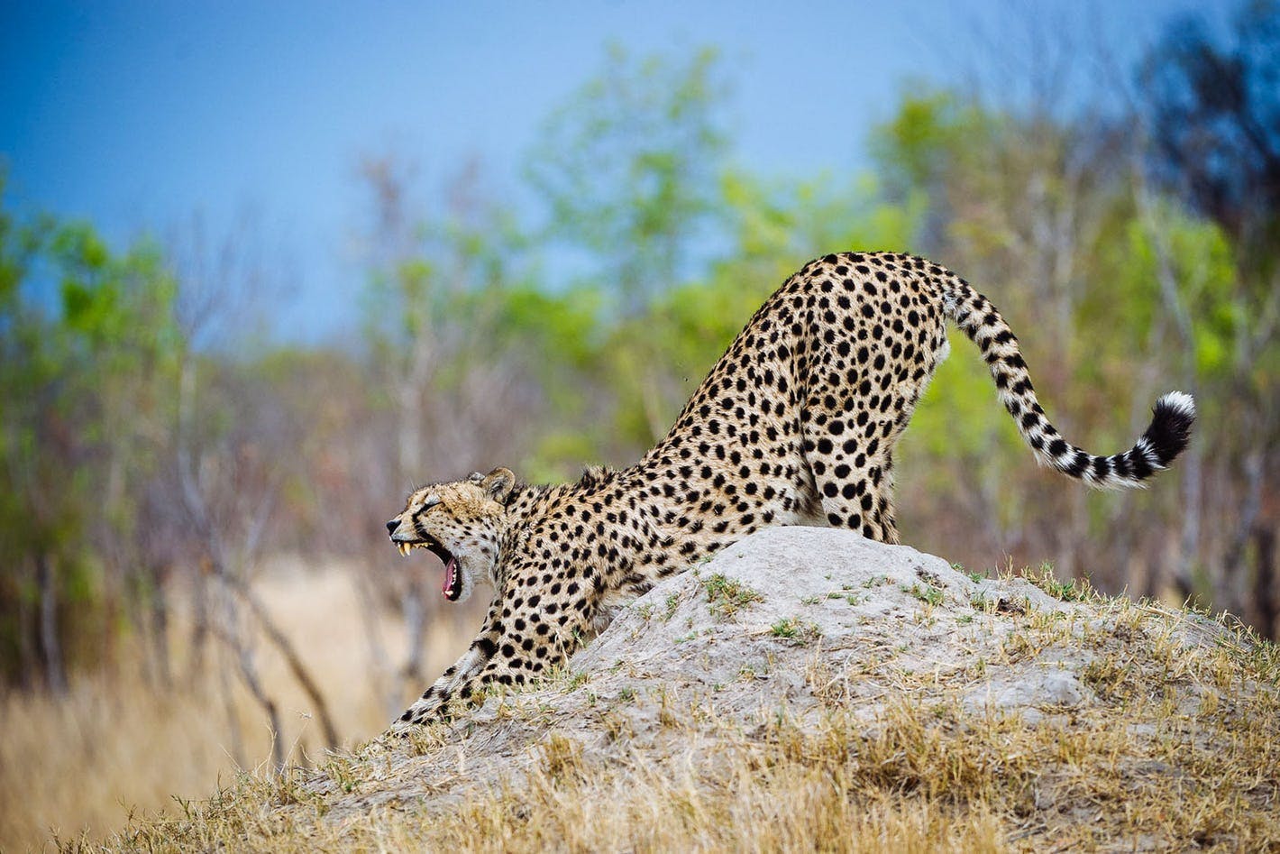 Zimbabwe Safari Guide