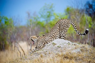 Zimbabwe Safari Guide
