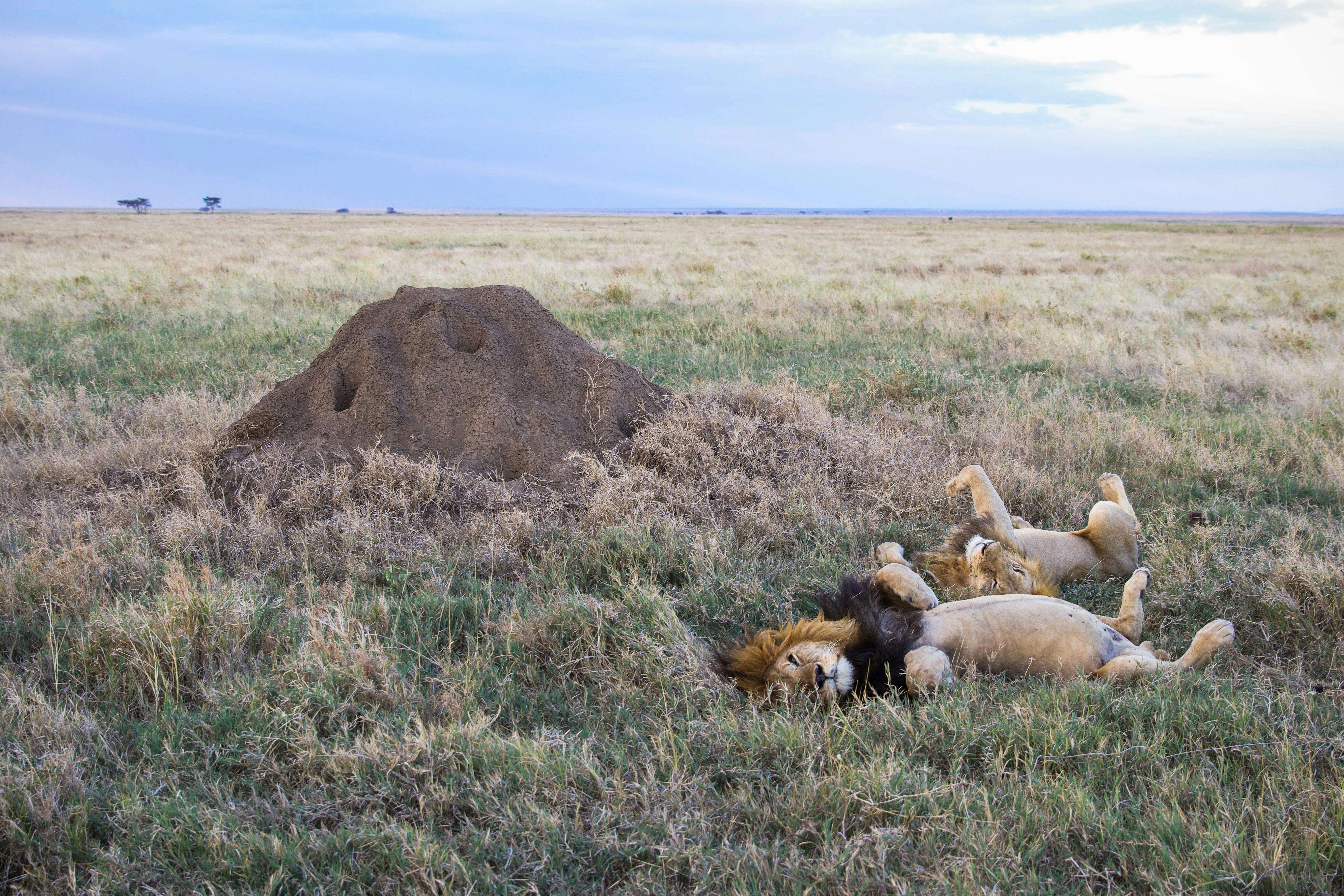 What’s it like to go on safari now?