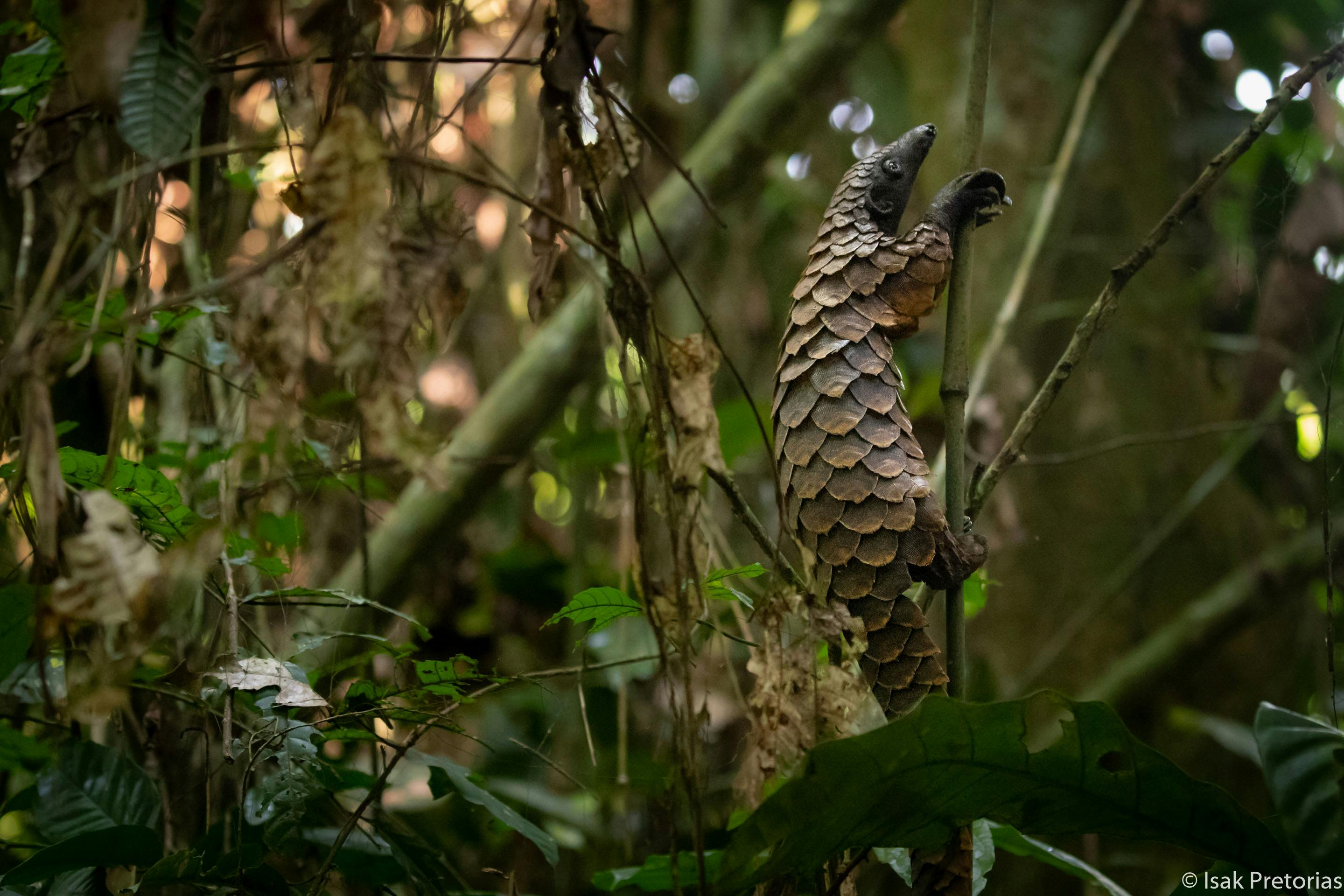 dreaming of for 2021