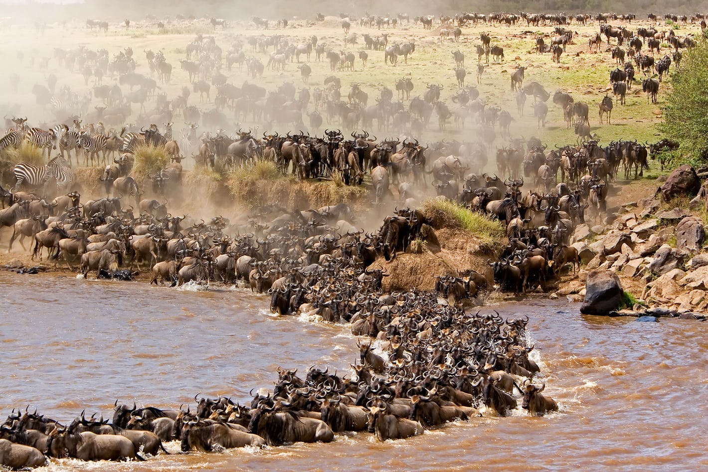 A massive animal migration is still happening in the Maasai Mara