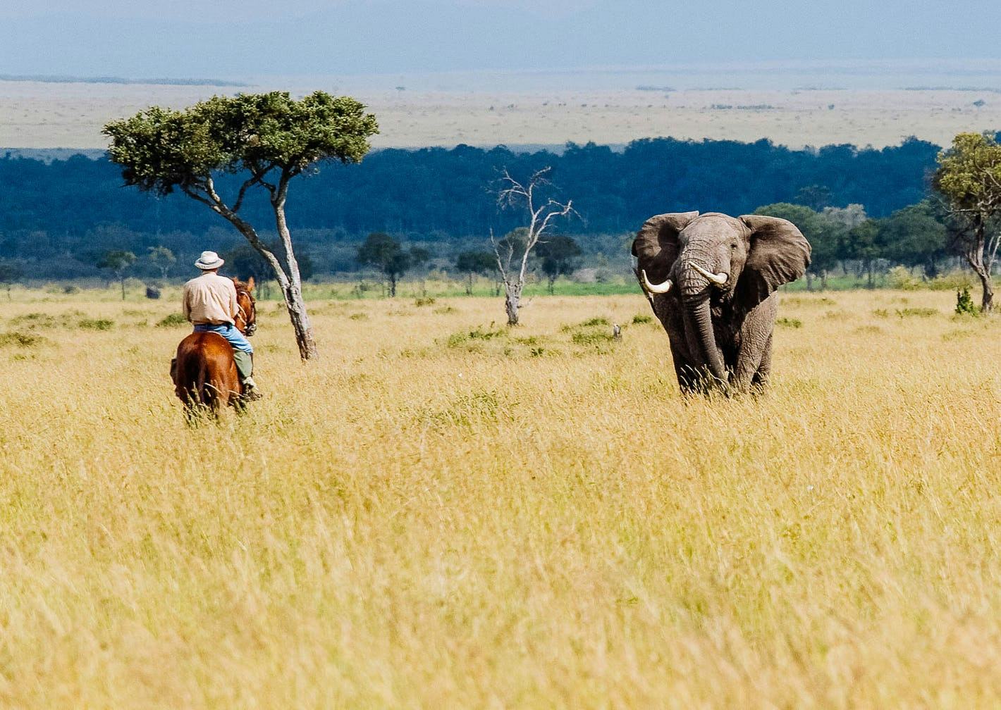 Masai Mara safari