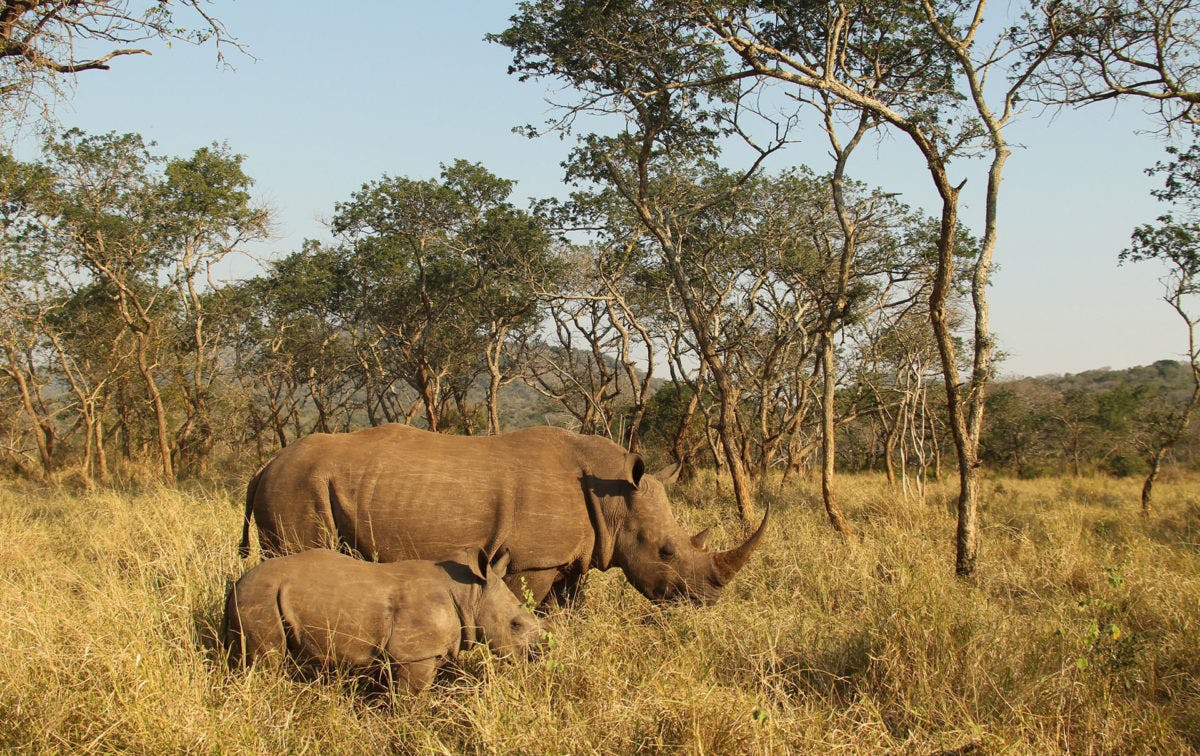 KwaZulu-Natal safari