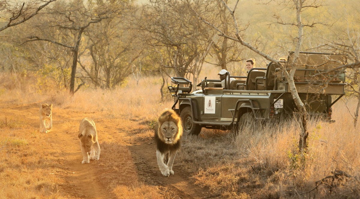 KwaZulu-Natal safari