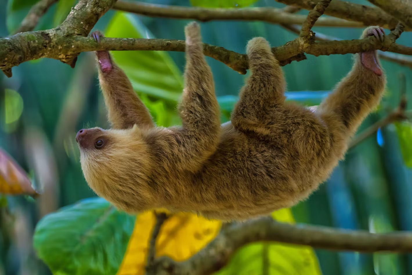 Costa Rica Country Guide