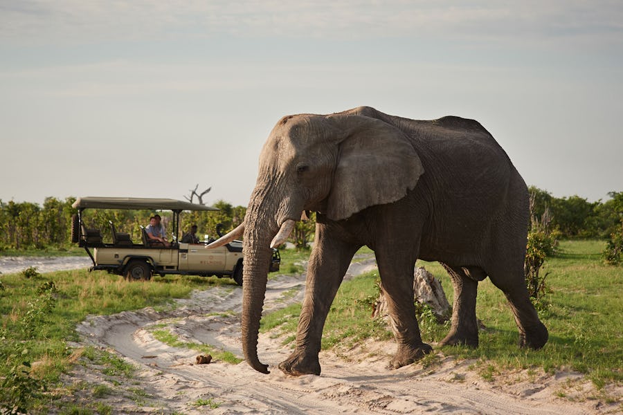 Botswana wildlife