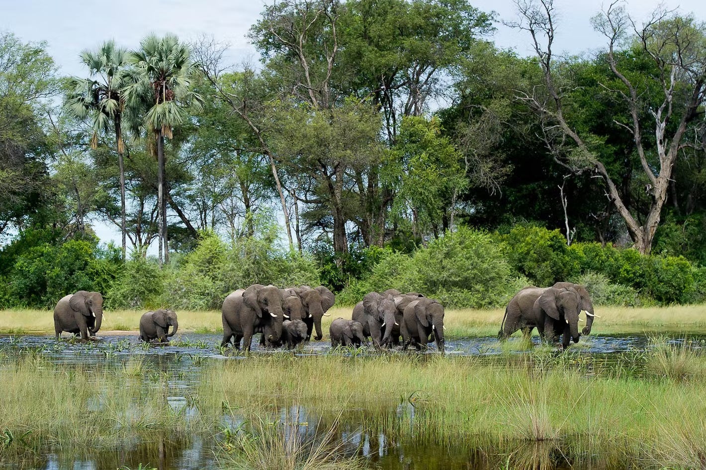 Botswana wildlife kodak 1.