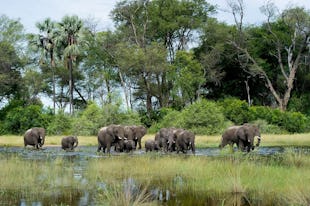 What wildlife can be seen on a Botswana safari