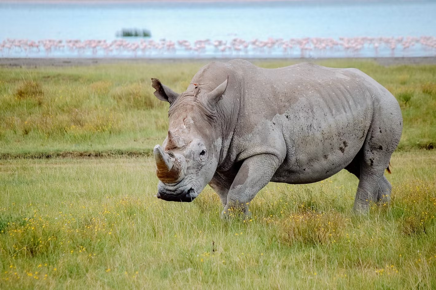 Kenya wildlife guide