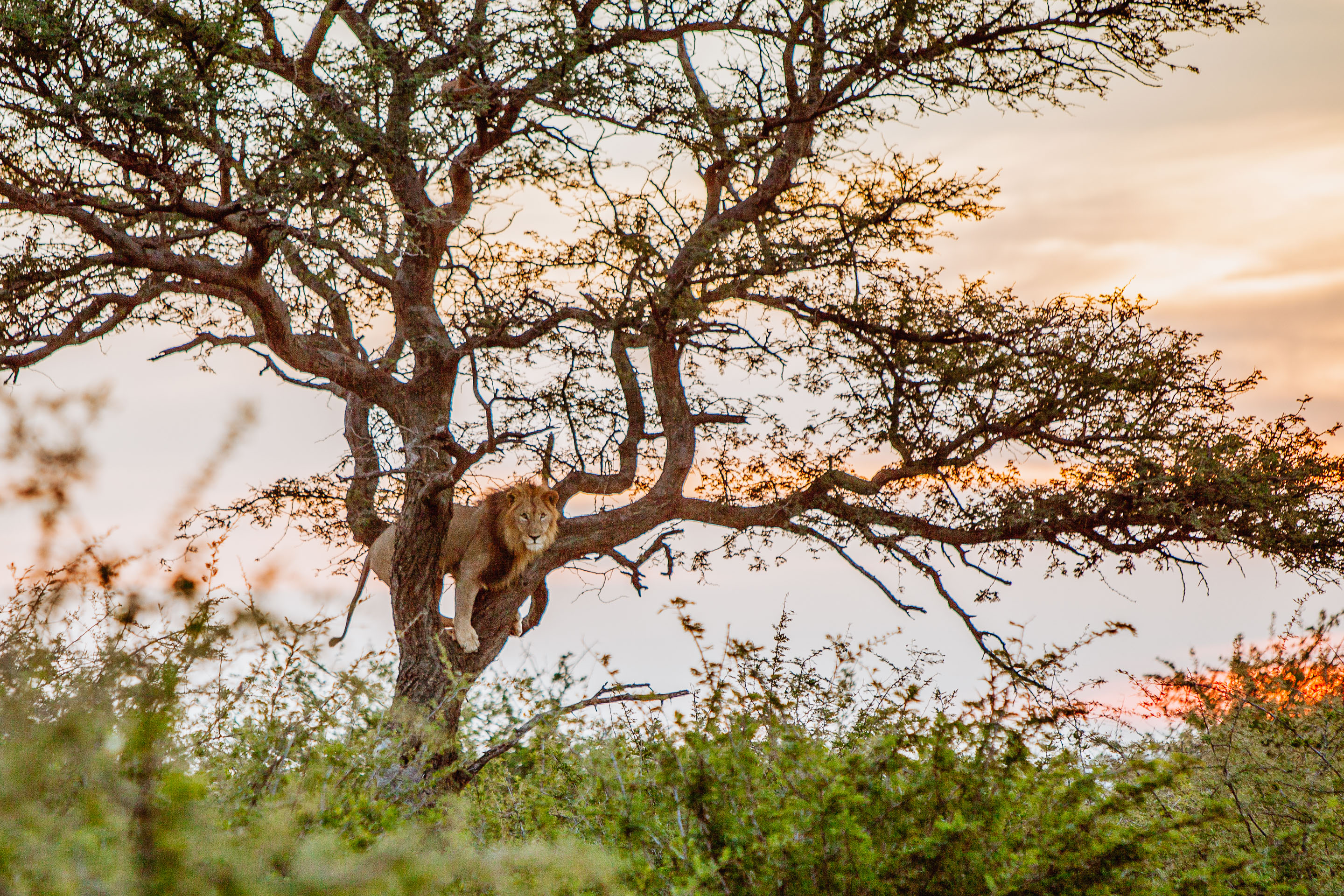 South Africa Wildlife Guide