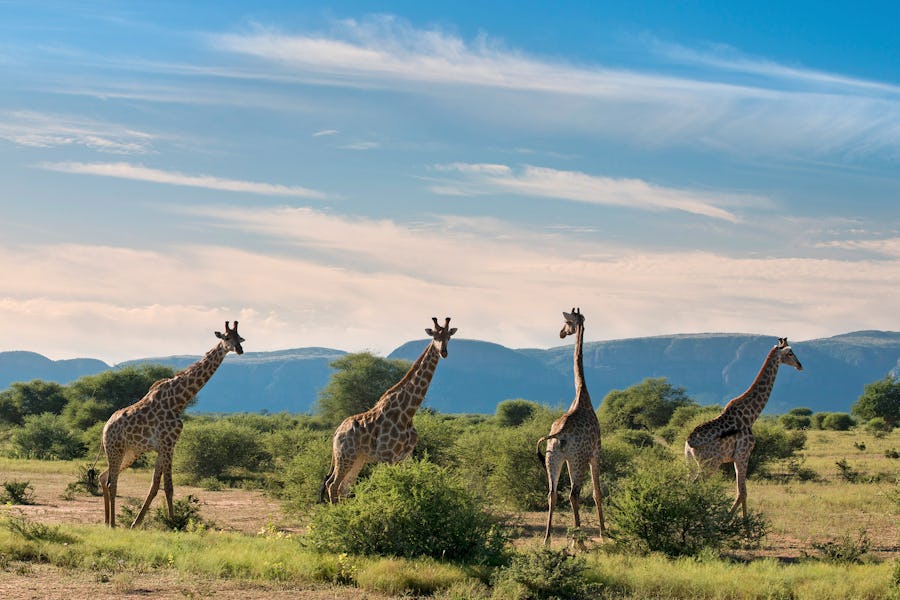South Africa wildlife