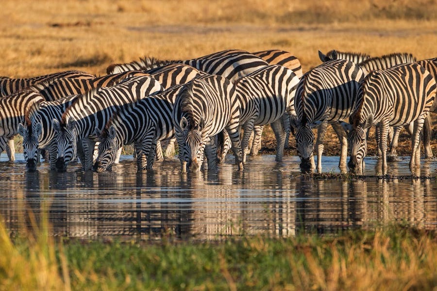 Tanzania wildlife